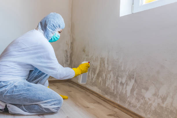 Black mold inspection in Huntingtown