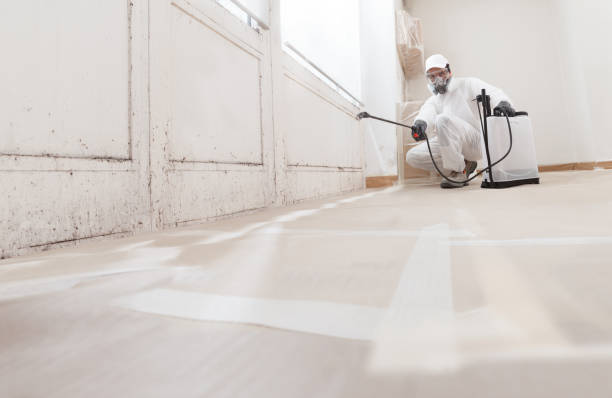 Black mold remediation team in Huntingtown